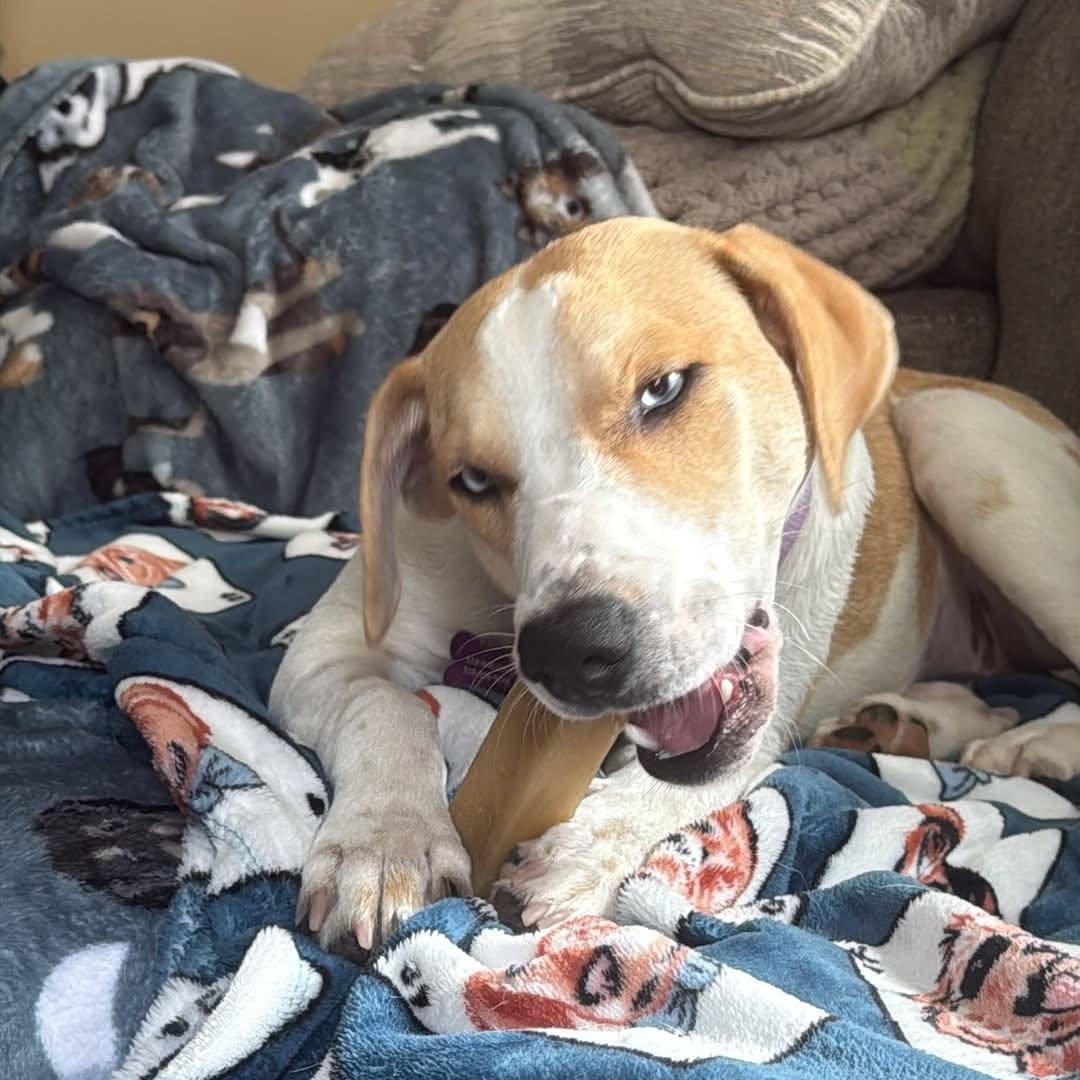 Enlarge Skye, a Adopted Mixed Breed in Schenectady, NY image 4/6