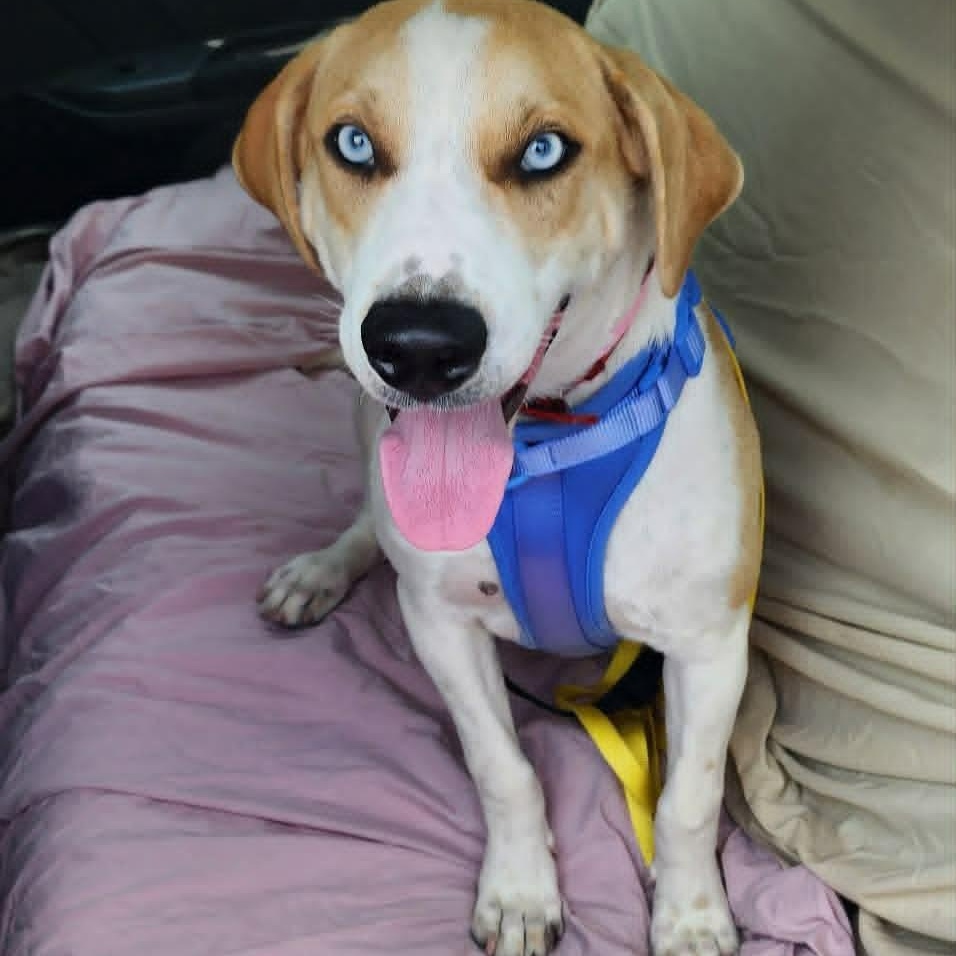 Enlarge Skye, a Adopted Mixed Breed in Schenectady, NY image 2/6