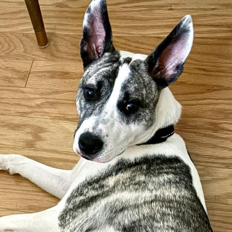 Enlarge Waverlie, a Adoptable mixed breed in Silver Spring, MD image 1/5