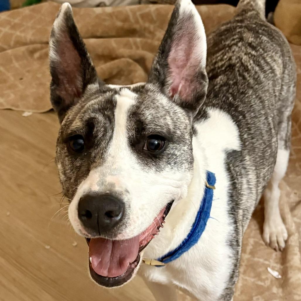 Enlarge Waverlie, a Adoptable mixed breed in Silver Spring, MD image 2/5