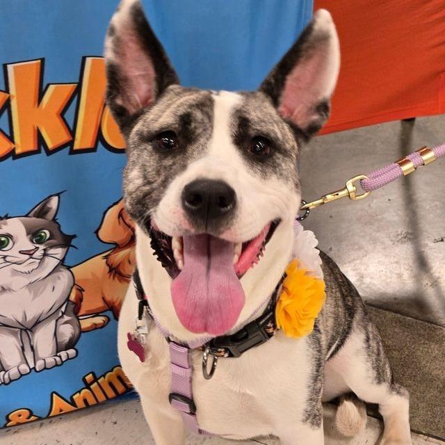 Enlarge Waverlie, a Adoptable mixed breed in Silver Spring, MD image 3/6