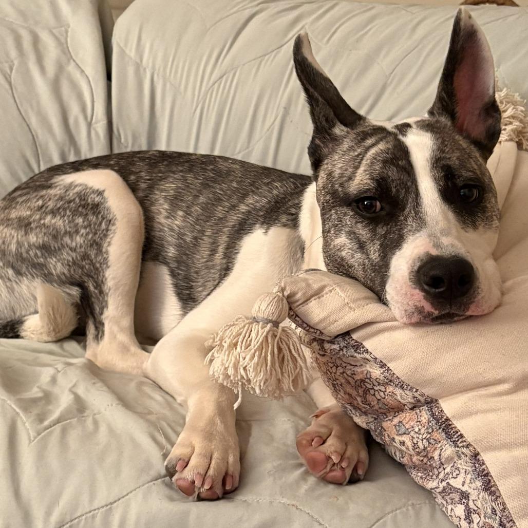 Enlarge Waverlie, a Adoptable mixed breed in Silver Spring, MD image 4/5