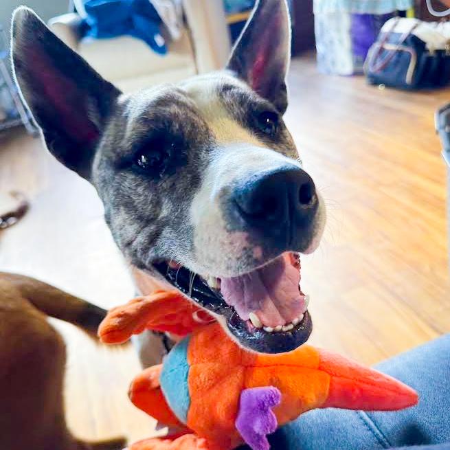 Enlarge Waverlie, a Adoptable mixed breed in Silver Spring, MD image 4/5