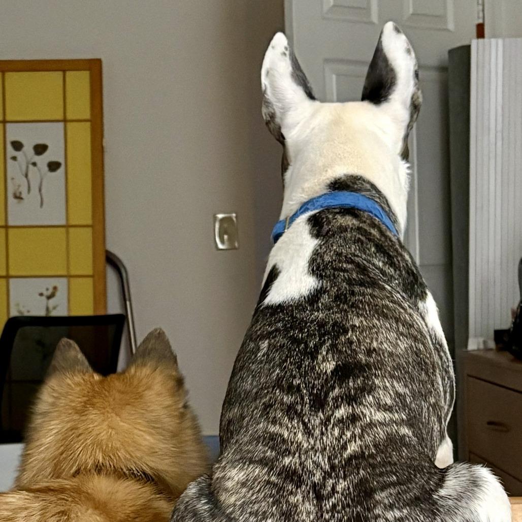 Enlarge Waverlie, a Adoptable mixed breed in Silver Spring, MD image 5/5