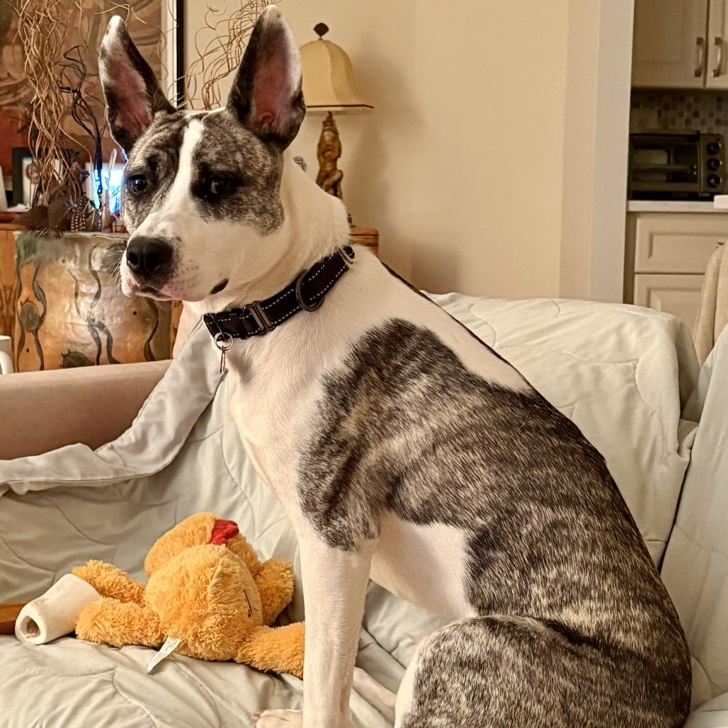 Waverlie, a Adoptable mixed breed in Silver Spring, MD image 5/6