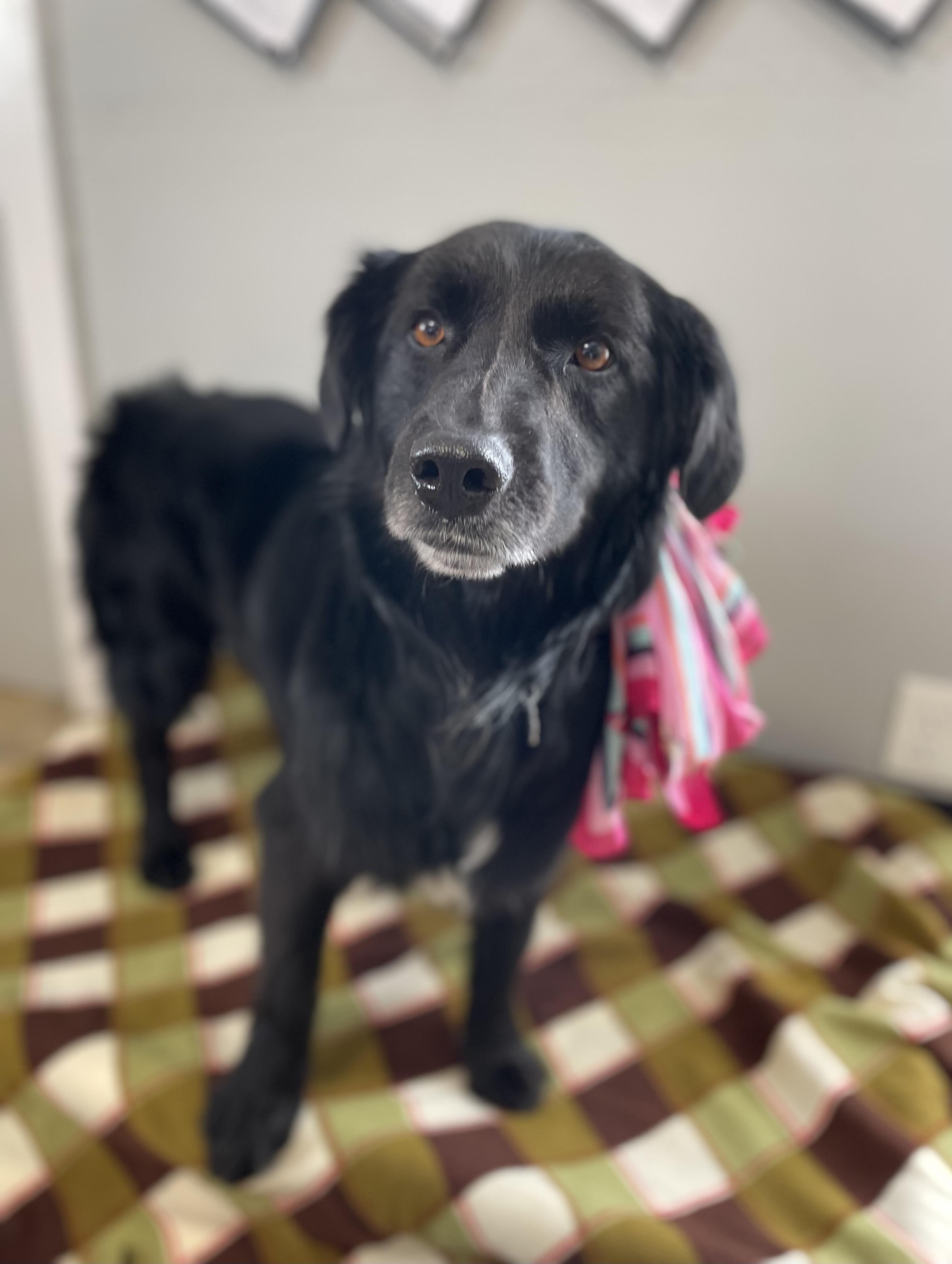 Clover, Adoptable, Adult Female Flat-Coated Retriever & Mixed Breed.
