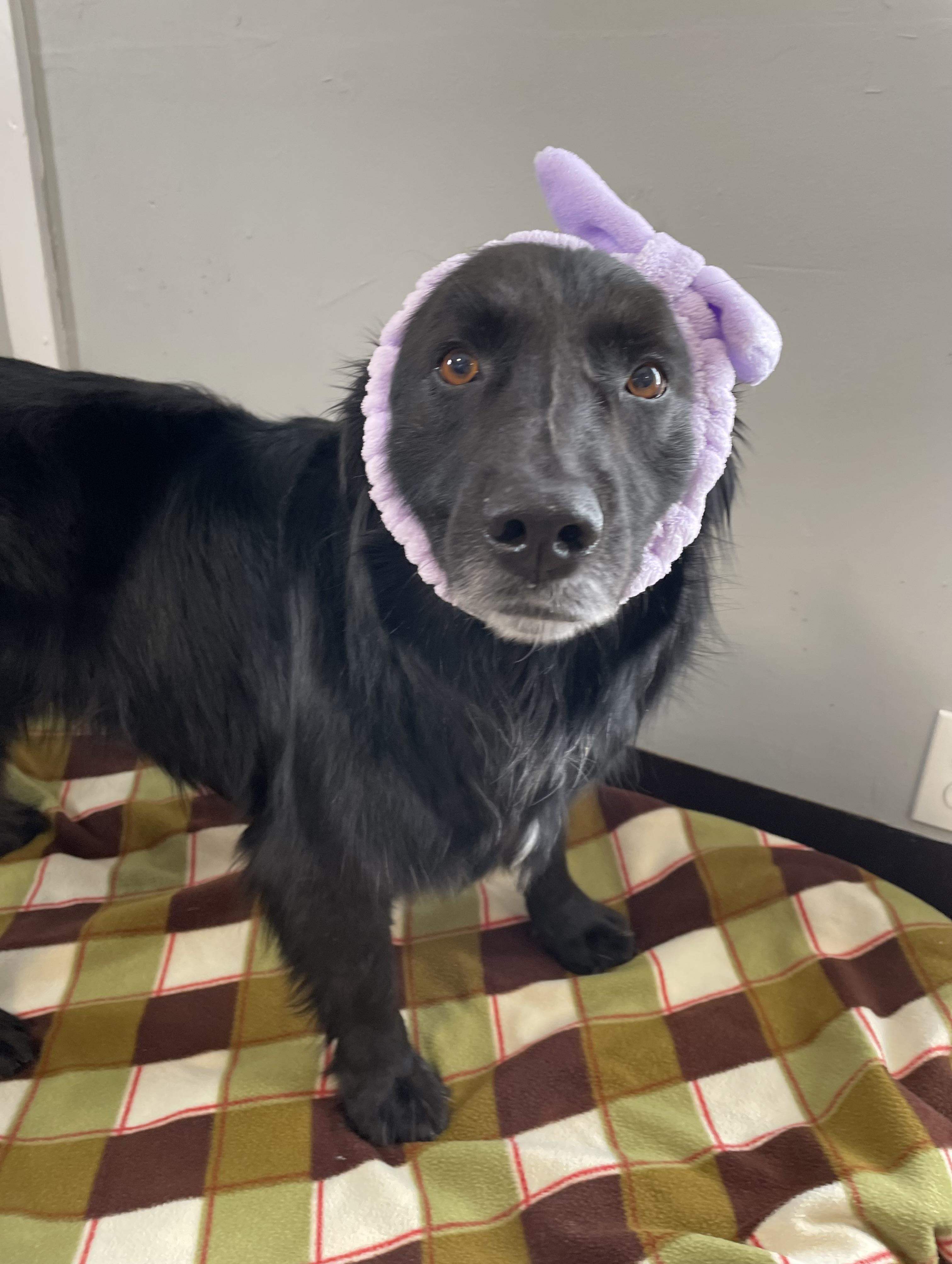 Enlarge Clover, a Adoptable mixed breed in Oxford, MI image 4/6