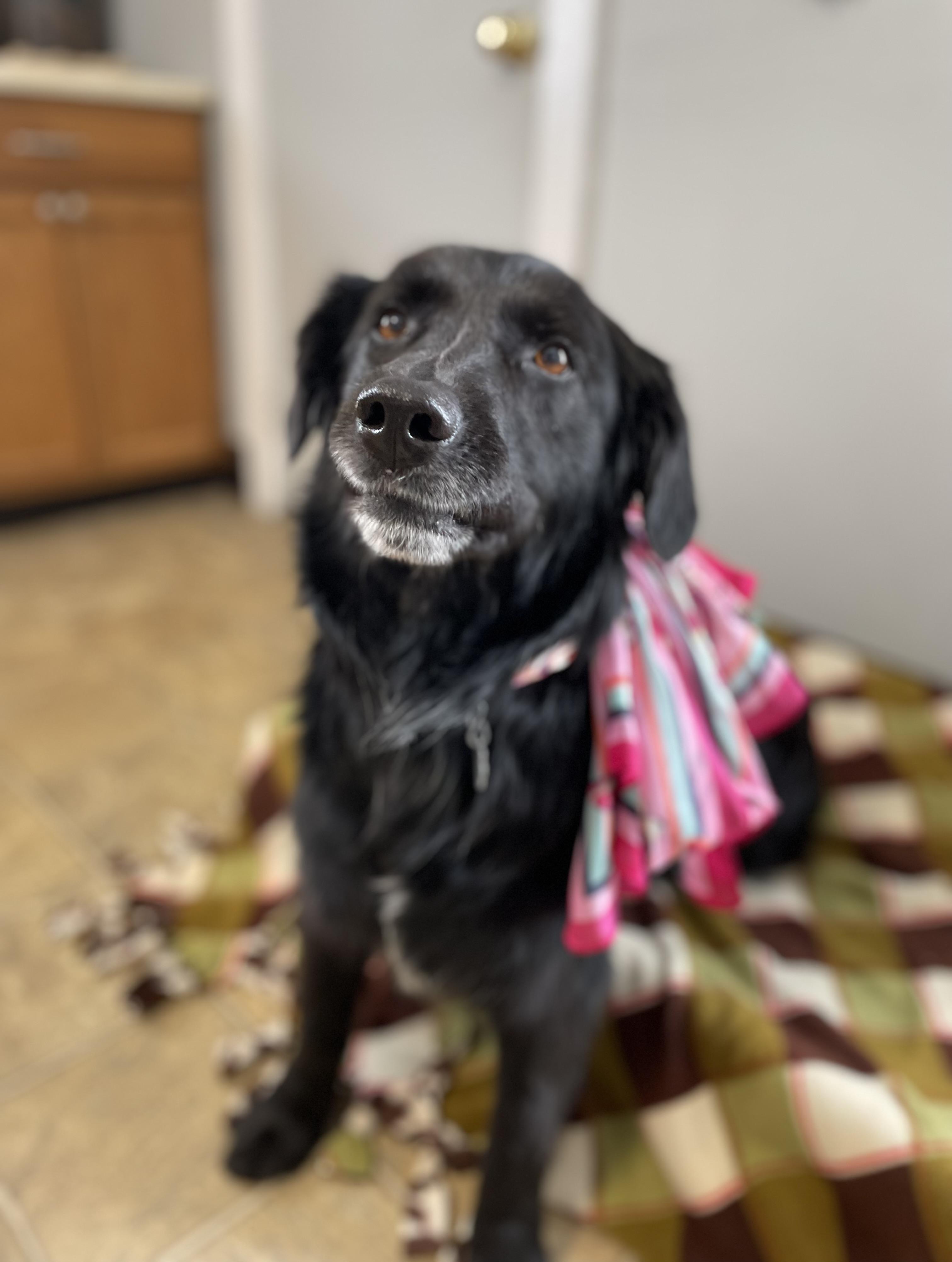 Enlarge Clover, a Adoptable mixed breed in Oxford, MI image 3/6