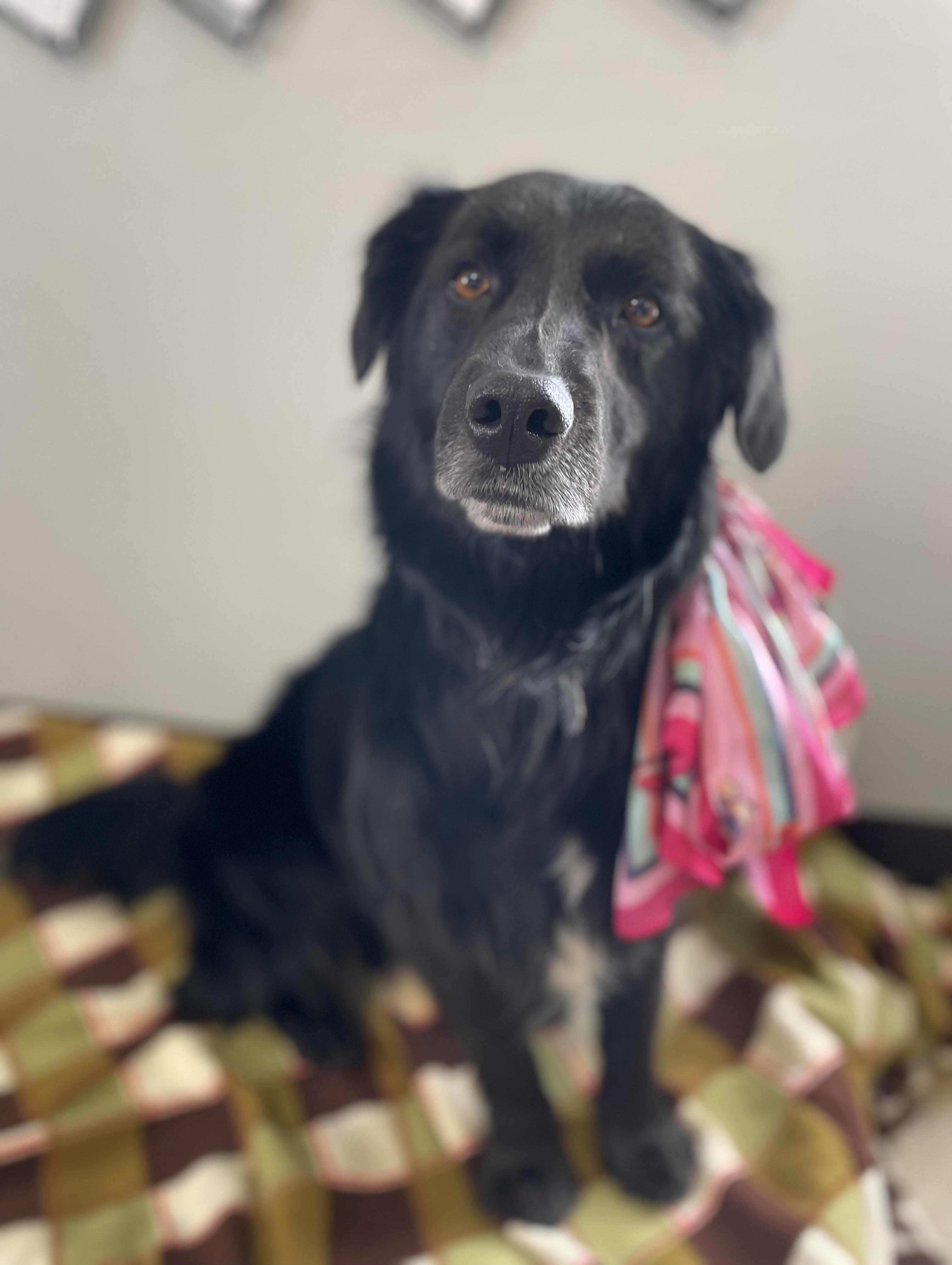 Enlarge Clover, a Adoptable mixed breed in Oxford, MI image 2/6