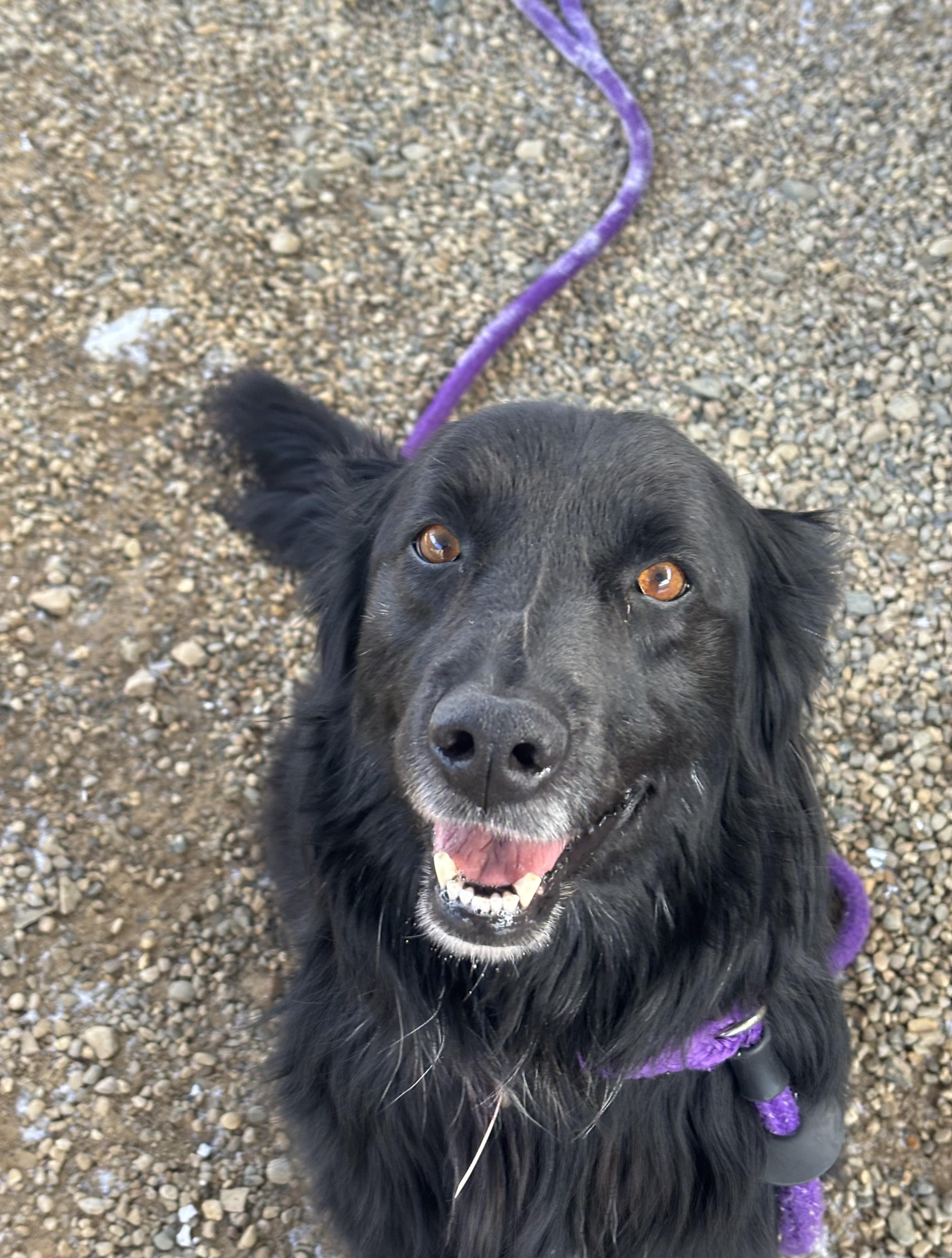 Enlarge Clover, a Adoptable mixed breed in Oxford, MI image 6/6
