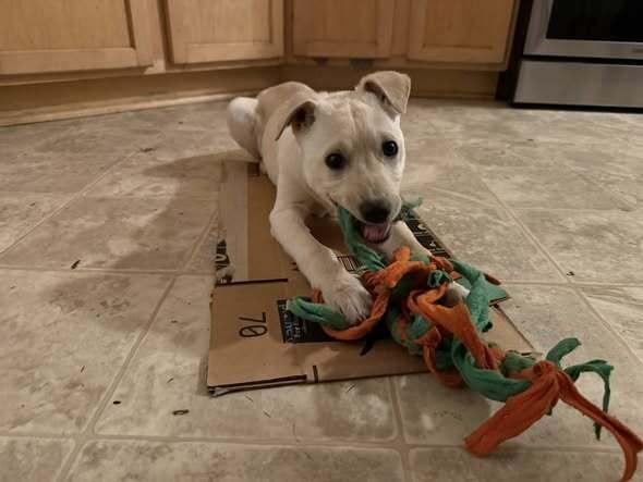 Enlarge Marley, a Adoptable mixed breed in Hastings, MN image 1/5