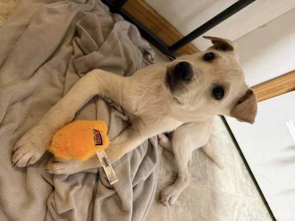 Enlarge Marley, a Adoptable mixed breed in Hastings, MN image 3/5