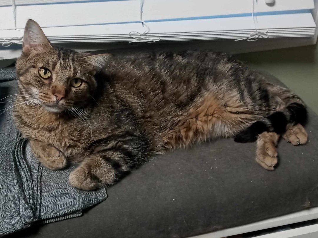 Mr. Biggles, Adopted, Adult Male Tabby.