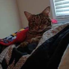 Enlarge Mr. Biggles, a Adopted Tabby in Westland, MI image 2/14