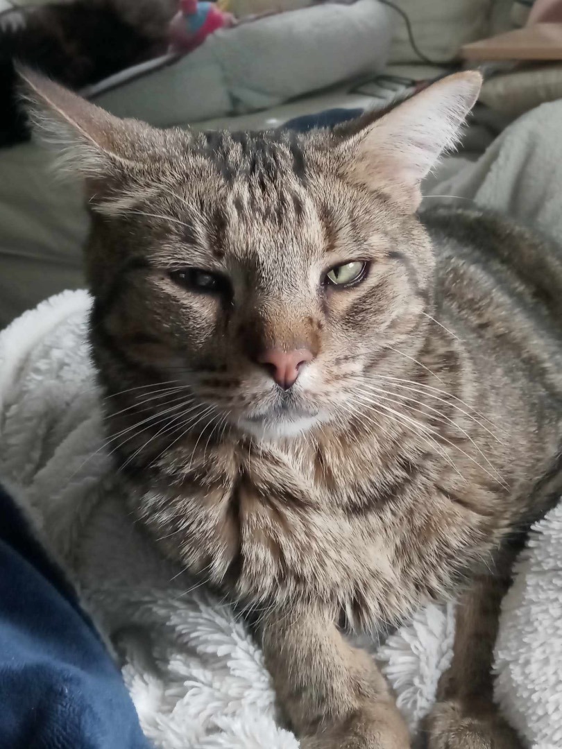 Enlarge Mr. Biggles, a Adopted Tabby in Westland, MI image 3/14