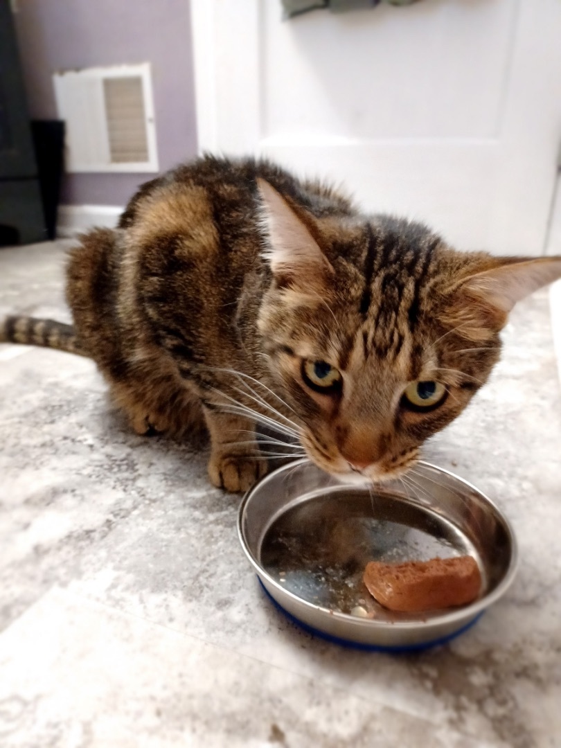 Enlarge Mr. Biggles, a Adopted Tabby in Westland, MI image 4/14