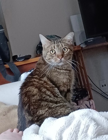 Enlarge Mr. Biggles, a Adopted Tabby in Westland, MI image 5/14