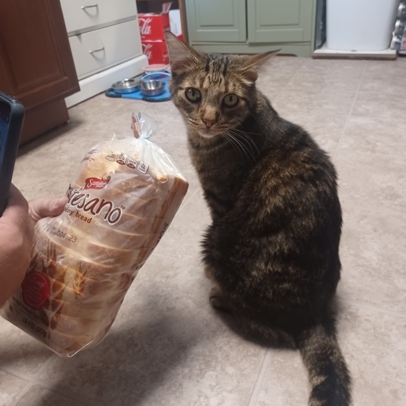 Enlarge Mr. Biggles, a Adopted Tabby in Westland, MI image 6/14