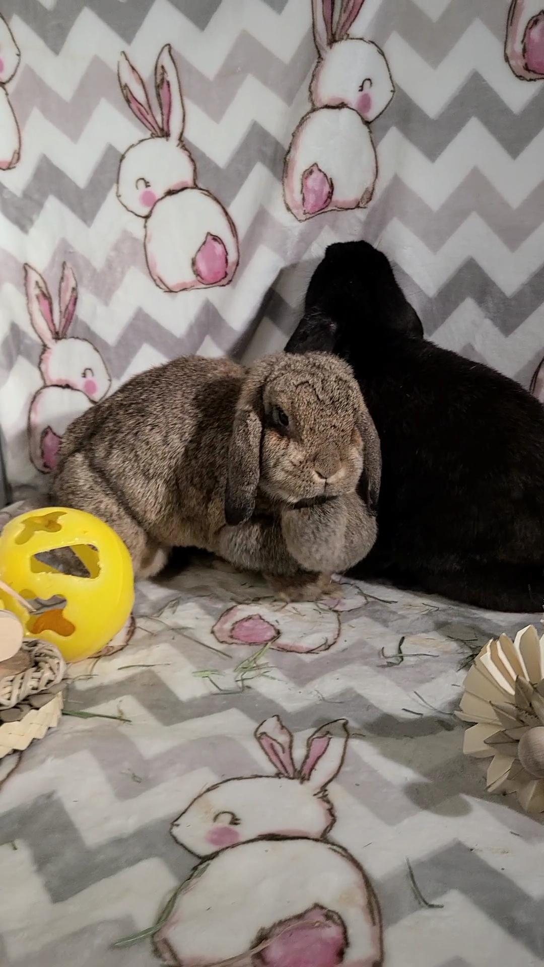 Maize and Olivia, Adult Female unknown