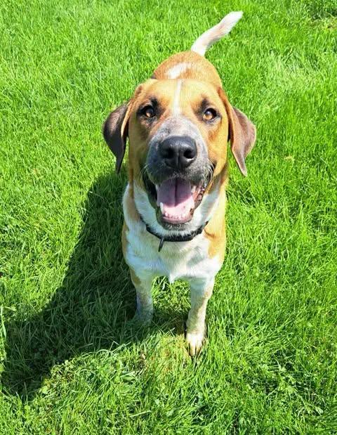 Bubby, ADOPTABLE, Young Male Hound & Great Pyrenees.