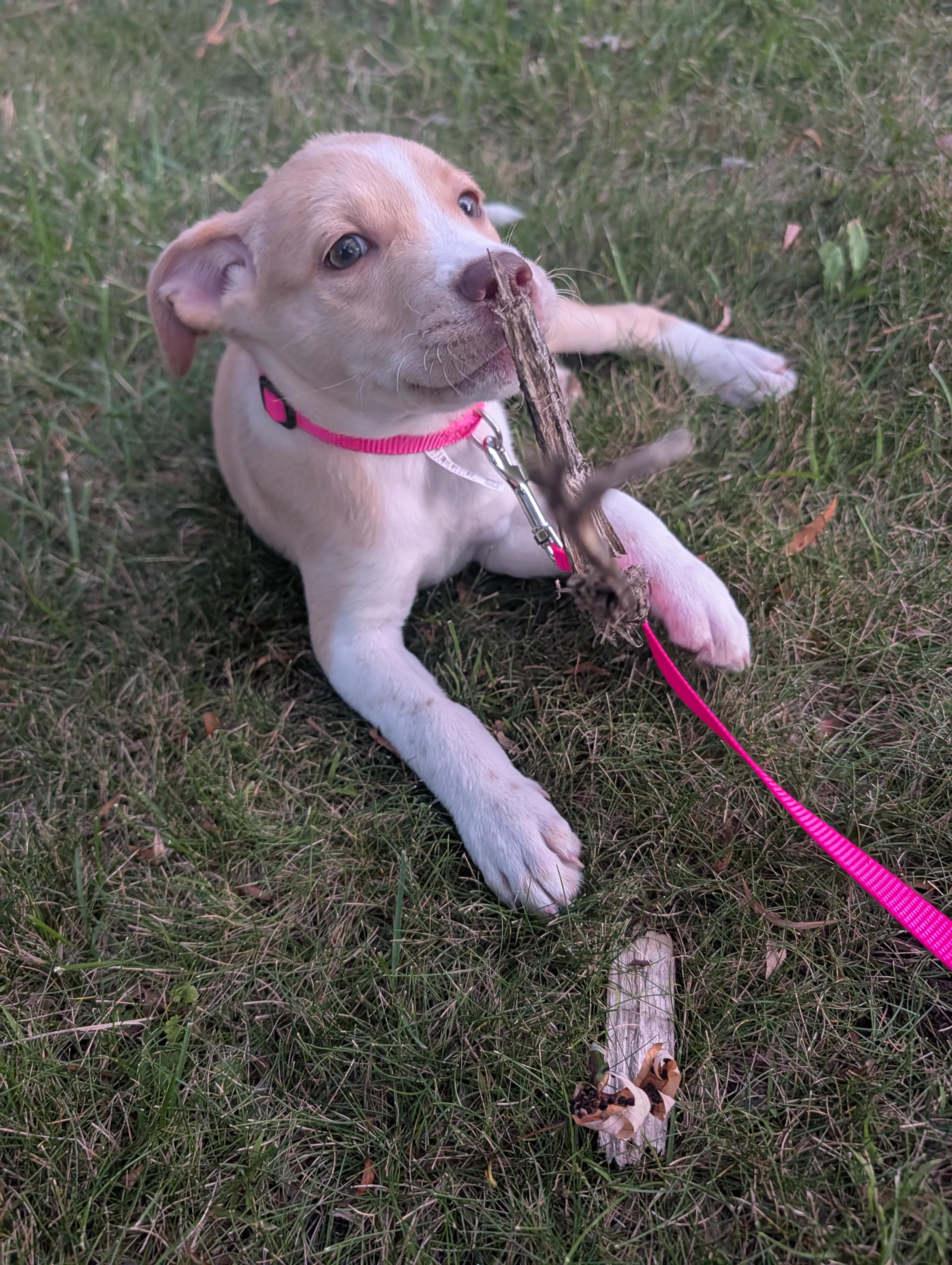 Callie, a ADOPTABLE mixed breed in Minneapolis, MN image 6/6