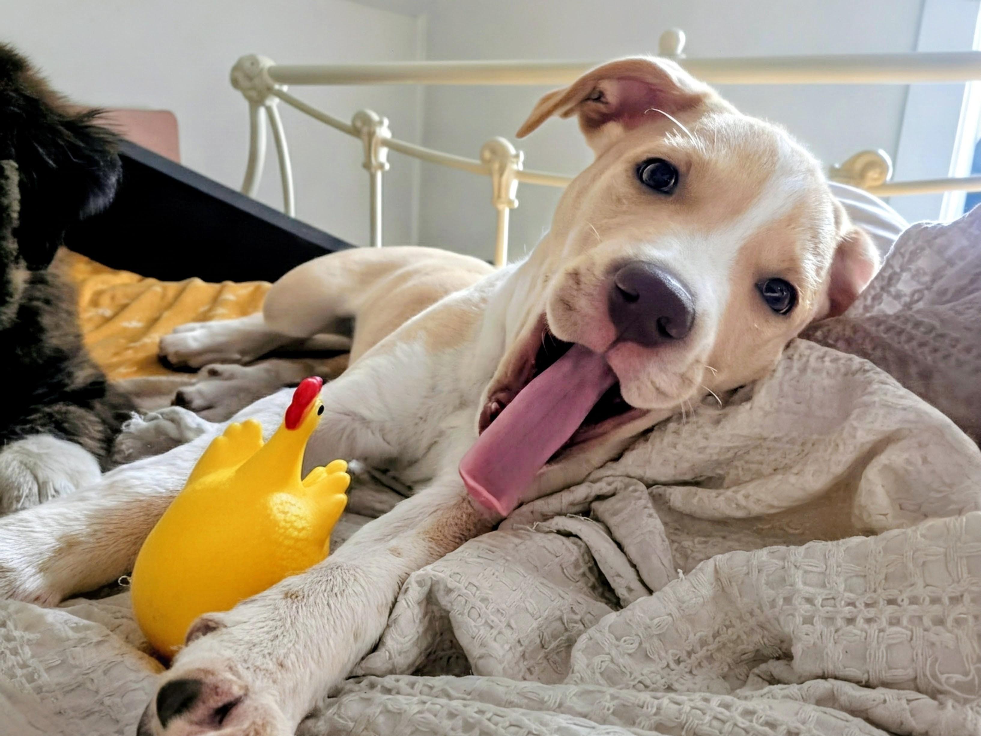 Callie, a ADOPTABLE mixed breed in Minneapolis, MN image 3/6