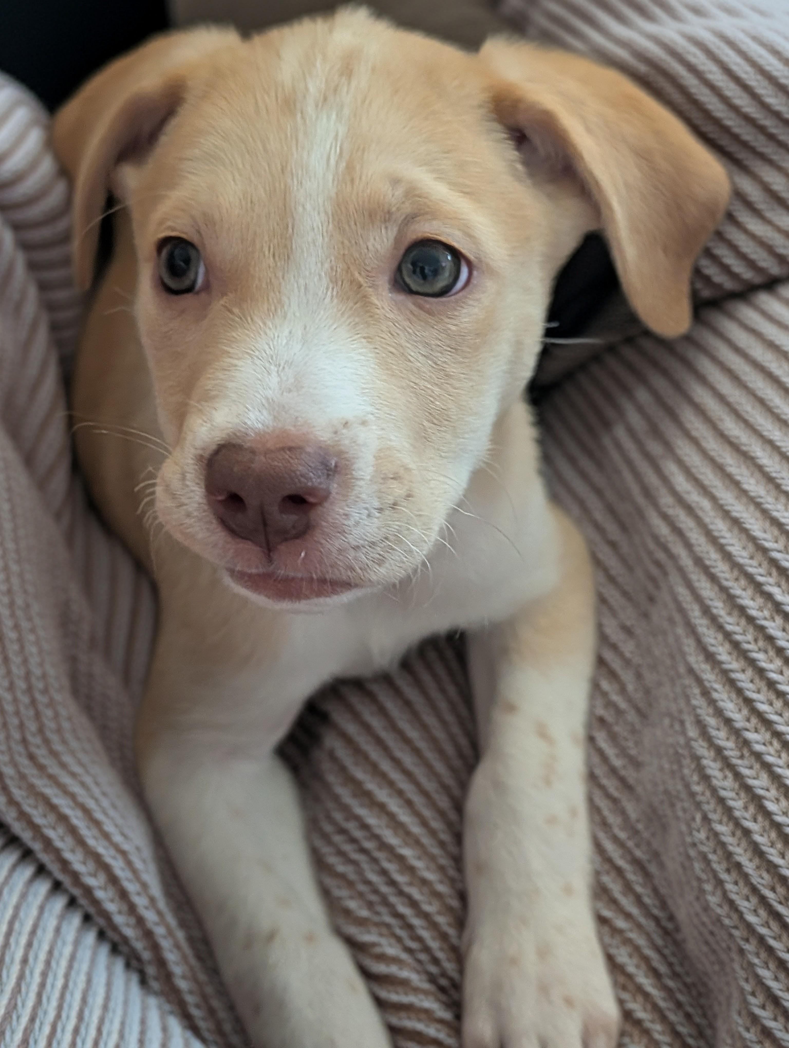 Callie, a ADOPTABLE mixed breed in Minneapolis, MN image 5/6