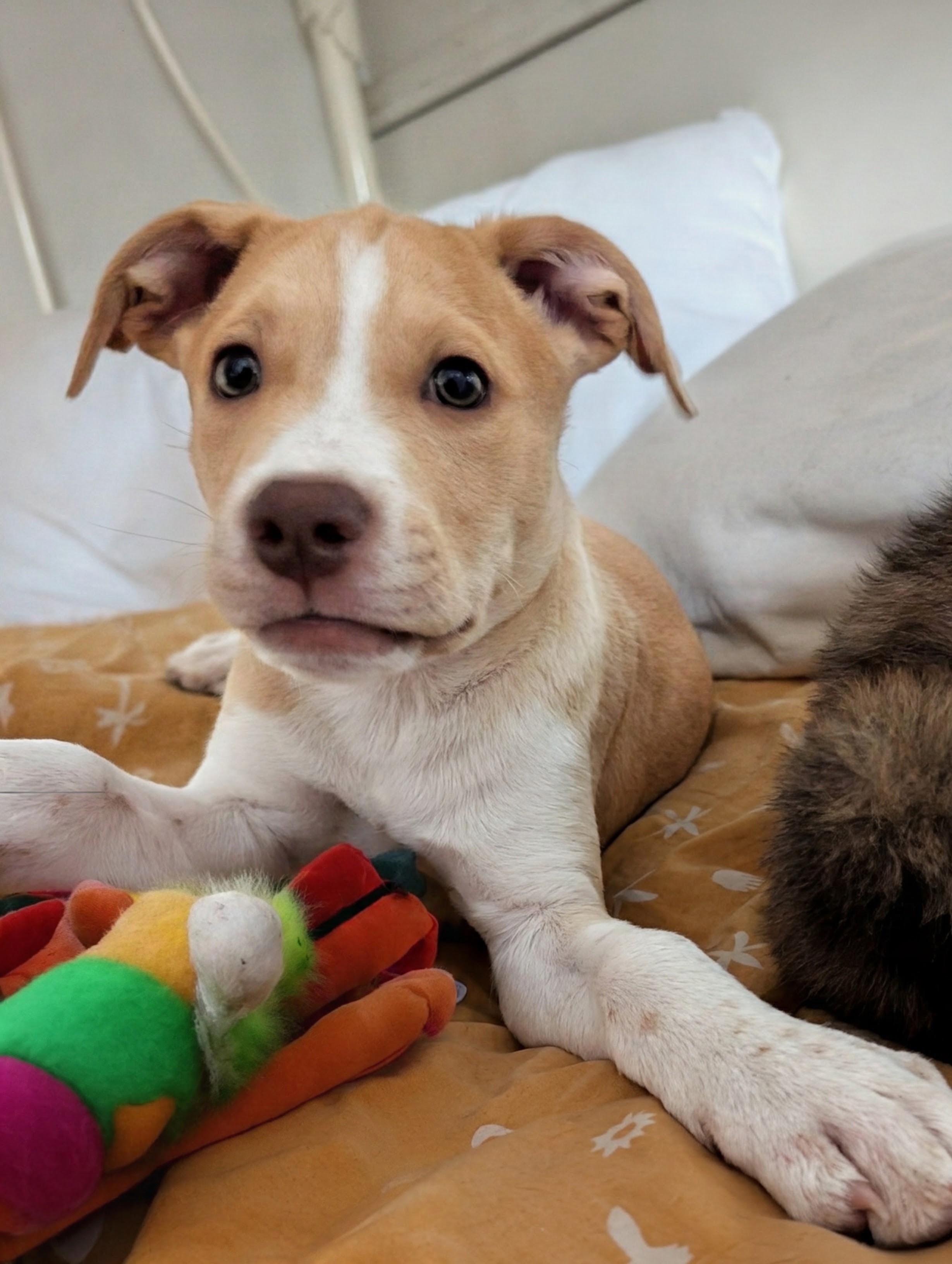 Callie, a ADOPTABLE mixed breed in Minneapolis, MN image 2/6