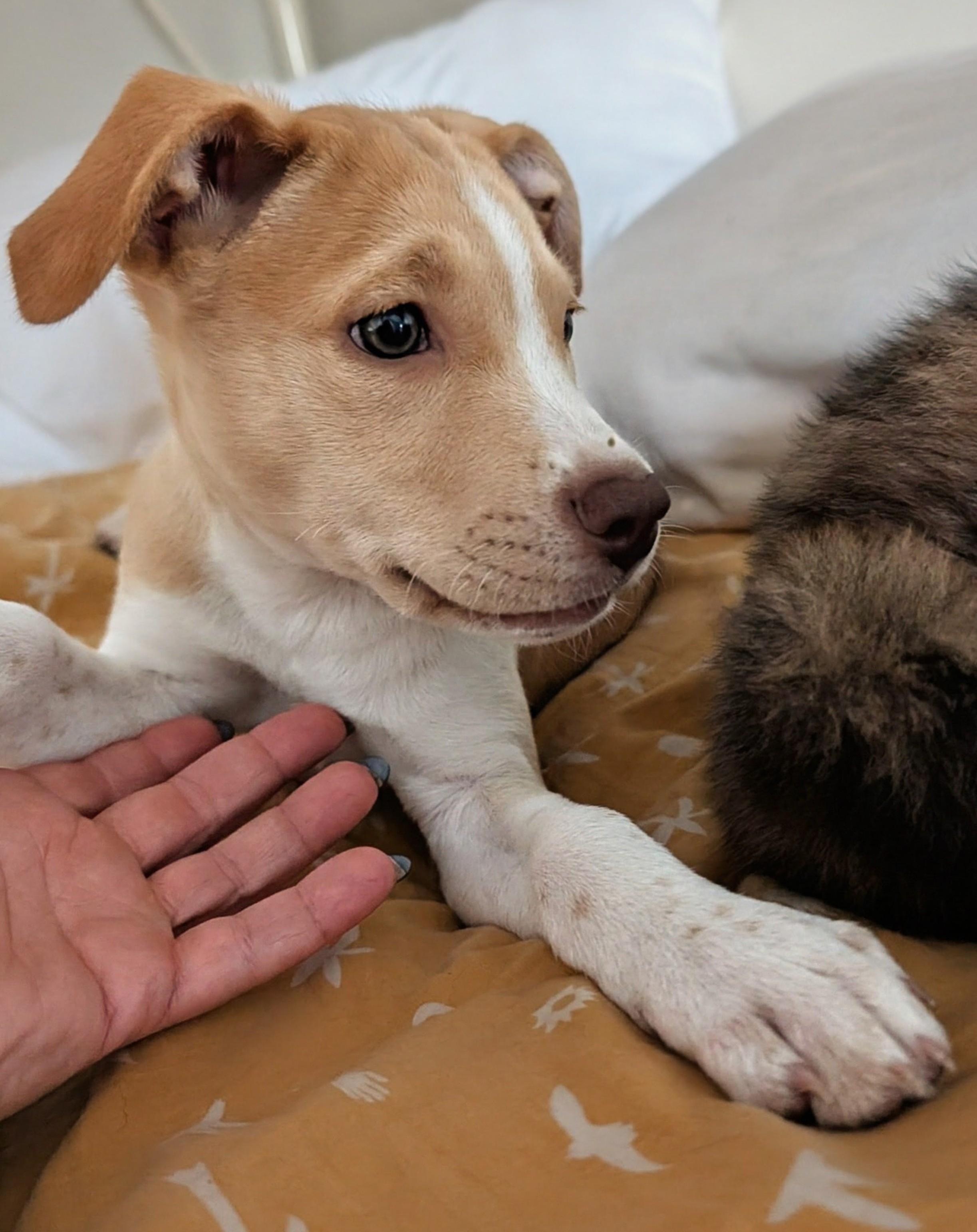 Callie, a ADOPTABLE mixed breed in Minneapolis, MN image 4/6