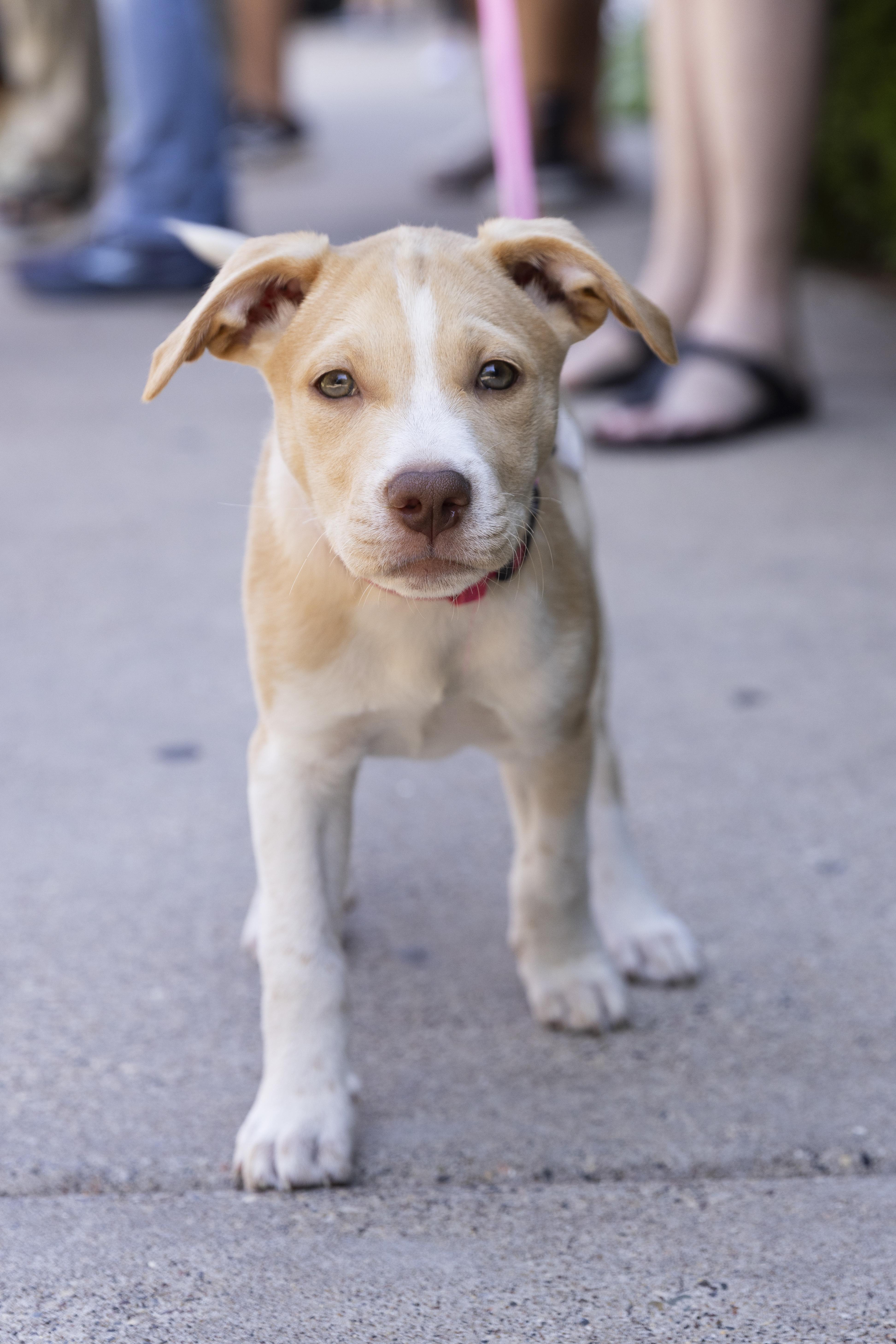 Callie, ADOPTABLE, Puppy Female Retriever & Mixed Breed.