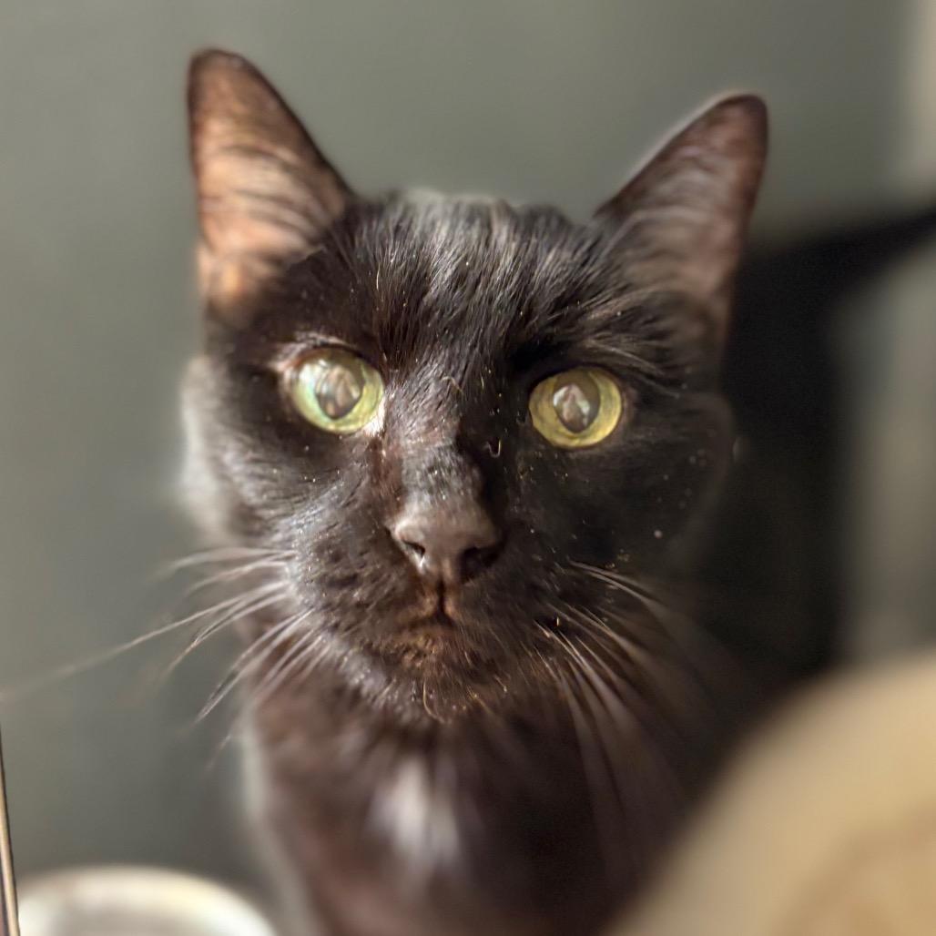 Enlarge Cola, a Adoptable Domestic Short Hair in Chicago, IL image 1/1