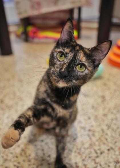 Enlarge Schala 63697, a Adoptable mixed breed in Aiken, SC image 1/3
