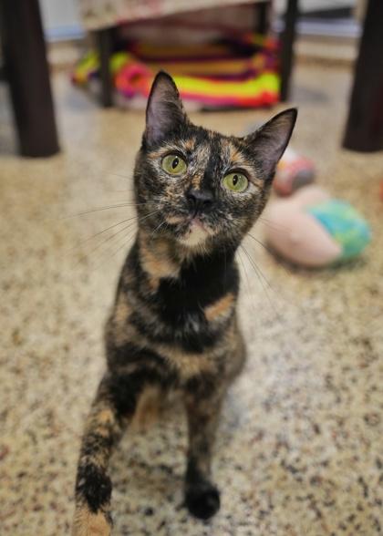Enlarge Schala 63697, a Adoptable mixed breed in Aiken, SC image 2/3