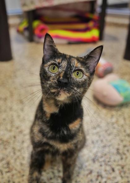 Enlarge Schala 63697, a Adoptable mixed breed in Aiken, SC image 3/3