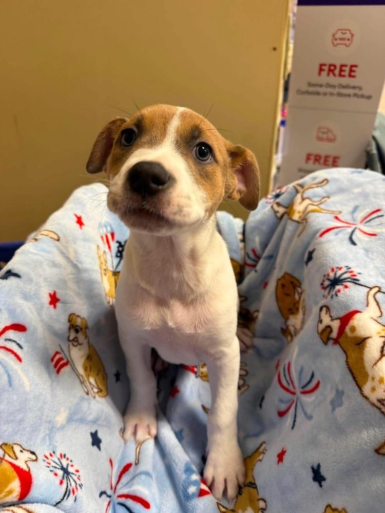 Karma (Eras Tour 2026) F, Adoptable, Puppy Female Pit Bull Terrier & Mixed Breed.