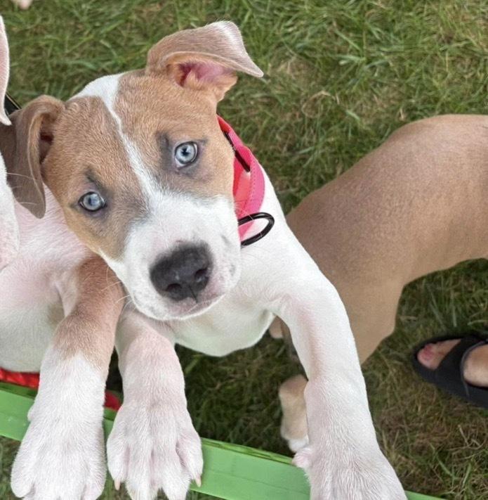 Karma (Eras Tour 2026) F, a Adoptable mixed breed in Wenonah, NJ image 2/5