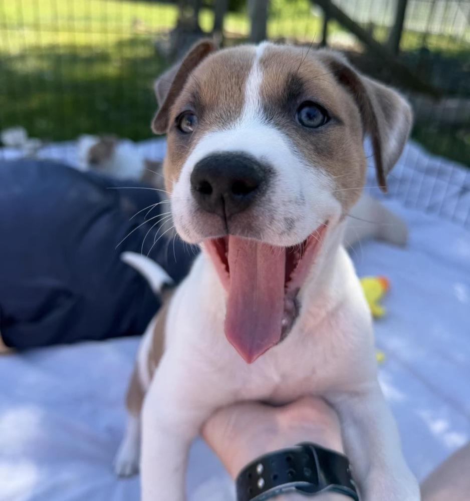 Karma (Eras Tour 2026) F, a Adoptable mixed breed in Wenonah, NJ image 3/5