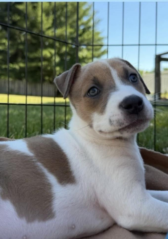 Karma (Eras Tour 2026) F, a Adoptable mixed breed in Wenonah, NJ image 4/5