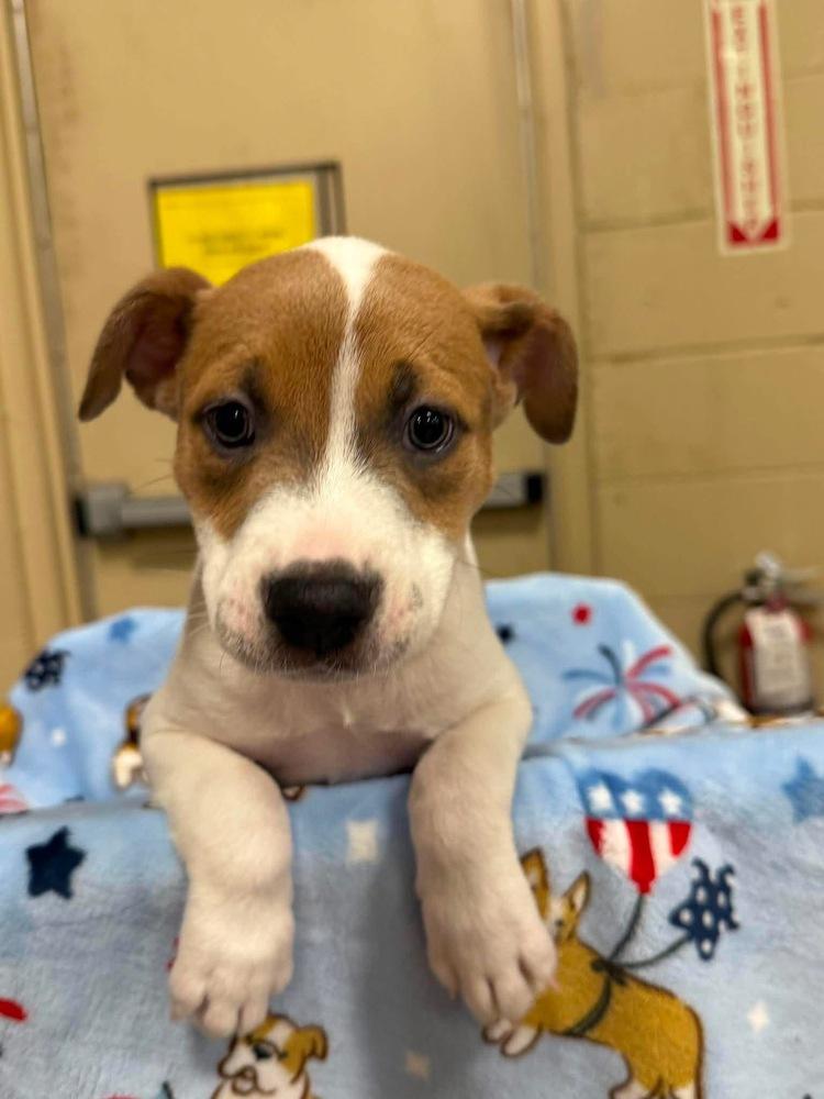 Karma (Eras Tour 2026) F, a Adoptable mixed breed in Wenonah, NJ image 5/5