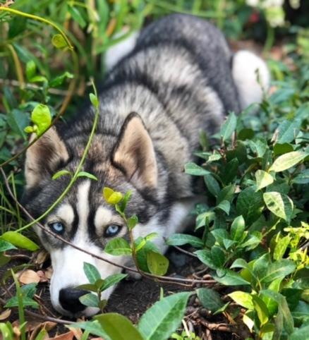 Kona, a Adoptable Husky in Lodi, CA image 1/4