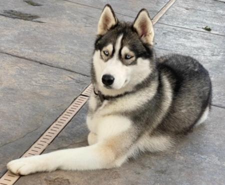 Kona, a Adoptable Husky in Lodi, CA image 2/4