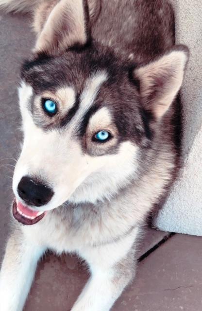 Kona, a Adoptable Husky in Lodi, CA image 3/4