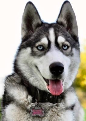 Kona, a Adoptable Husky in Lodi, CA image 4/4
