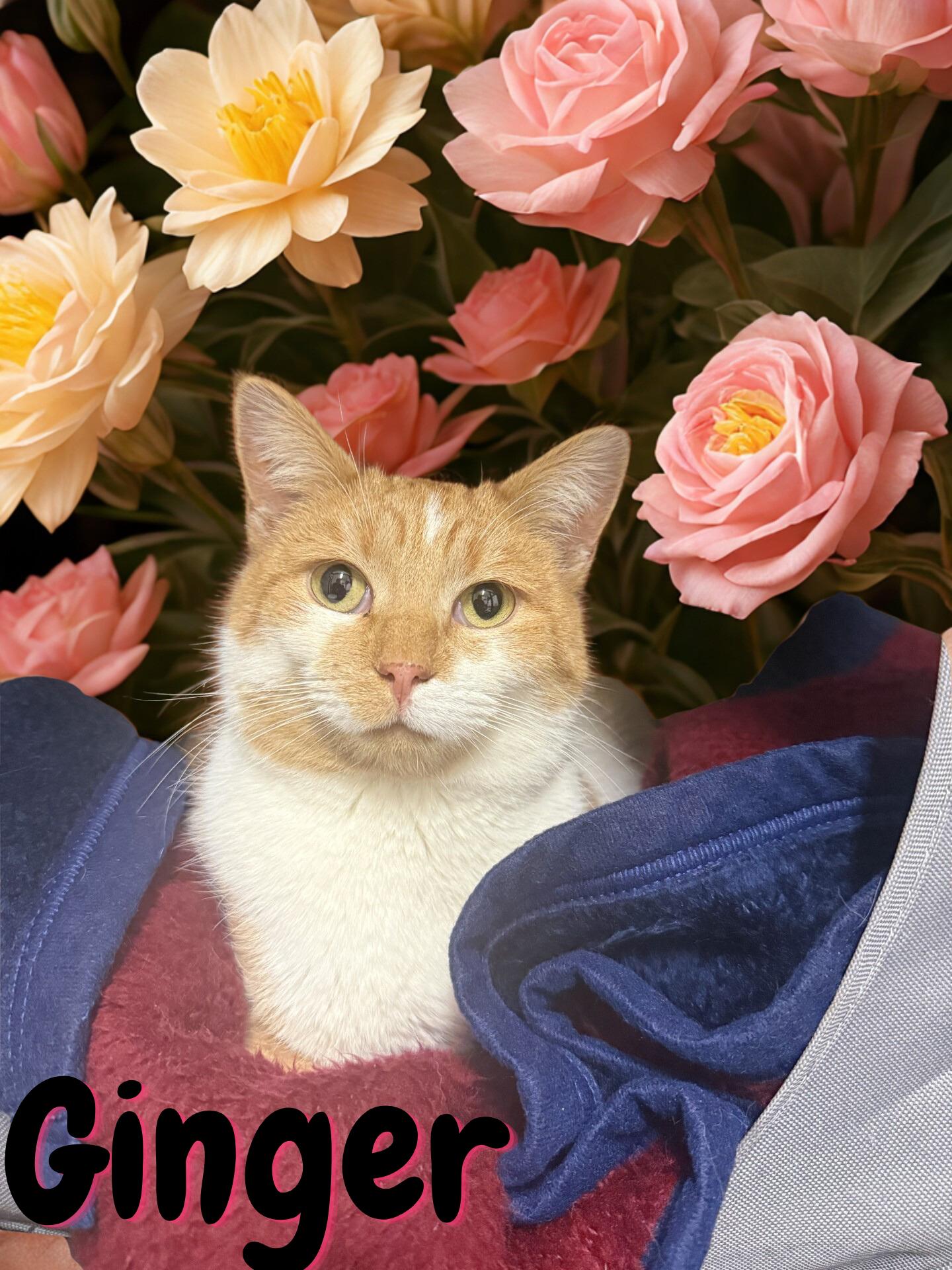 Enlarge Ginger , a ADOPTABLE Domestic Short Hair in Orleans, VT image 2/3