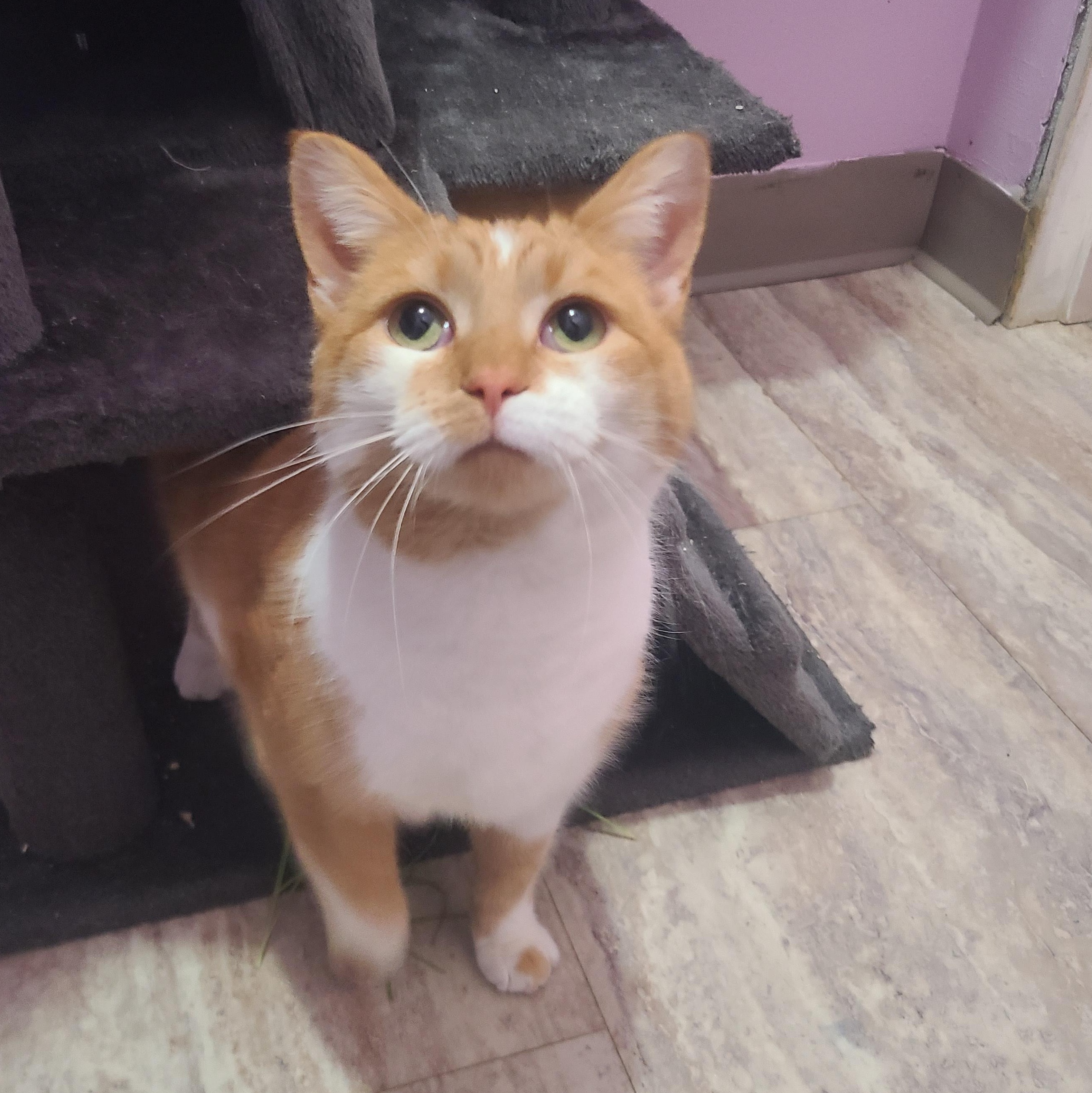 Enlarge Ginger , a ADOPTABLE Domestic Short Hair in Orleans, VT image 3/3