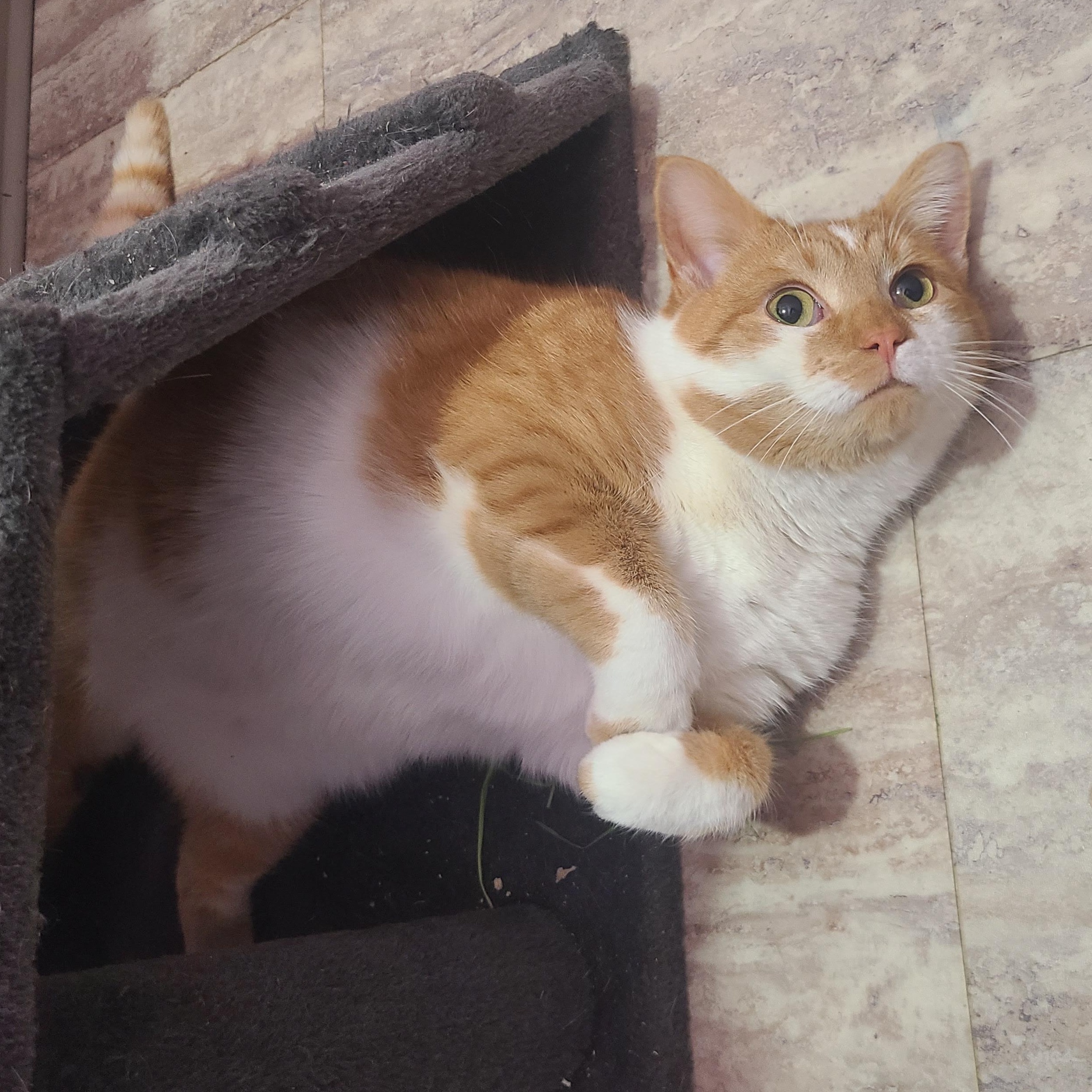 Ginger , ADOPTABLE, Young Female Domestic Short Hair.