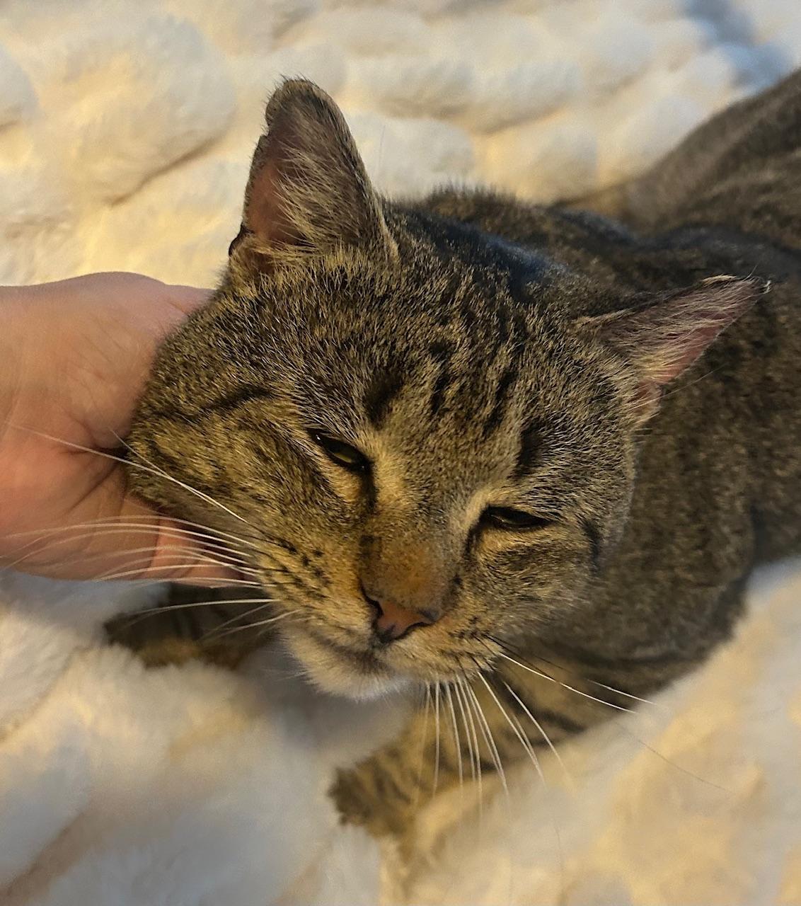 Enlarge Danny, an adoptable Domestic Short Hair in Millbury, MA image 1/5