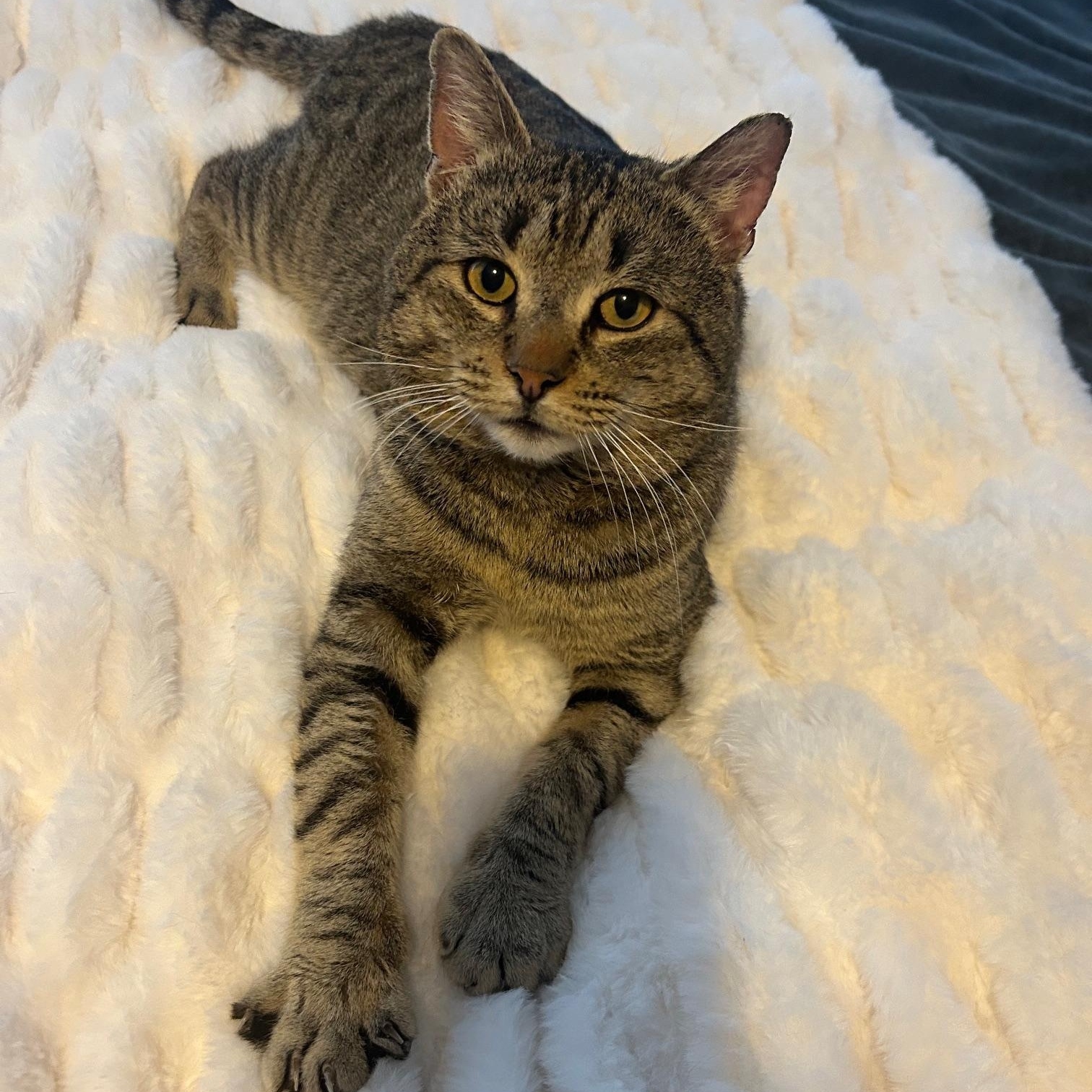 Danny, adoptable, Young Male Domestic Short Hair.