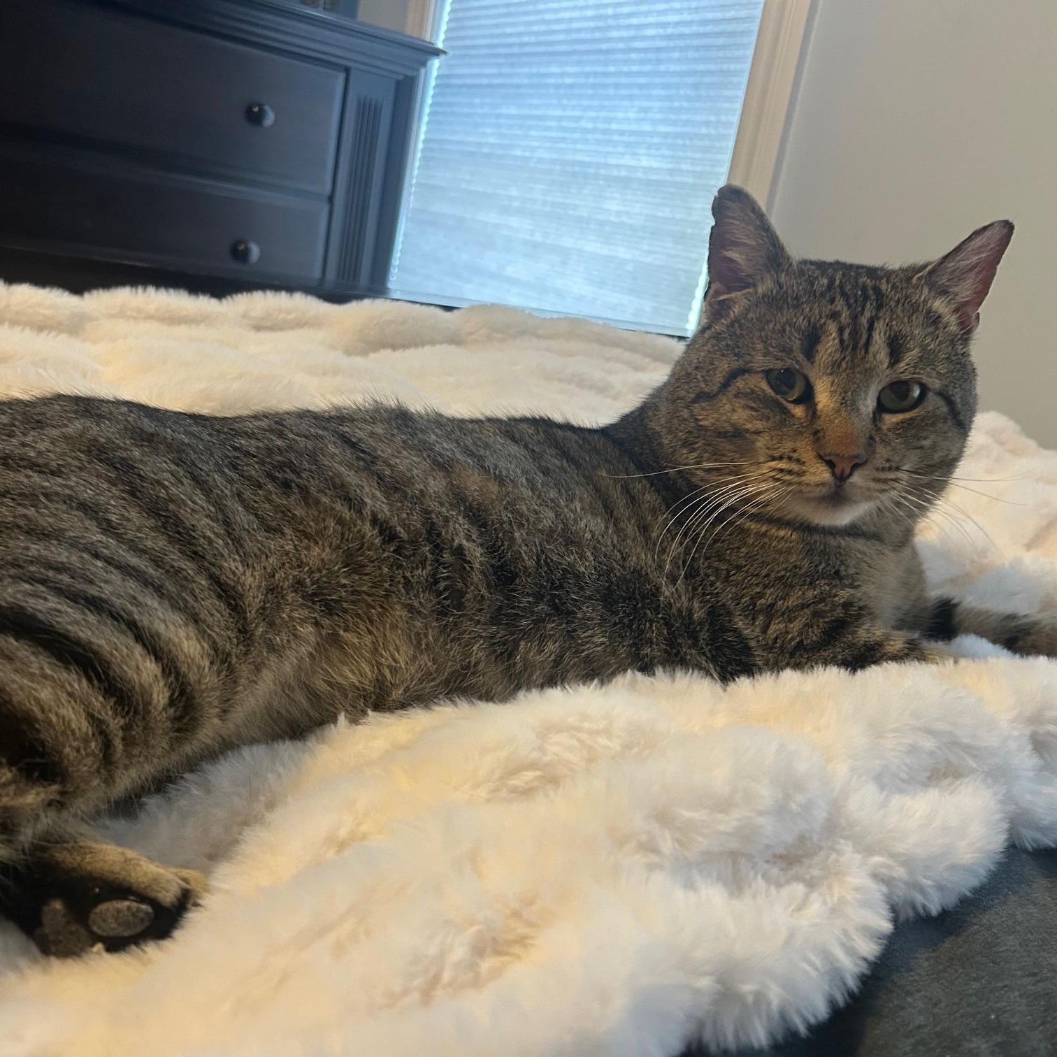 Enlarge Danny, an adoptable Domestic Short Hair in Millbury, MA image 3/5