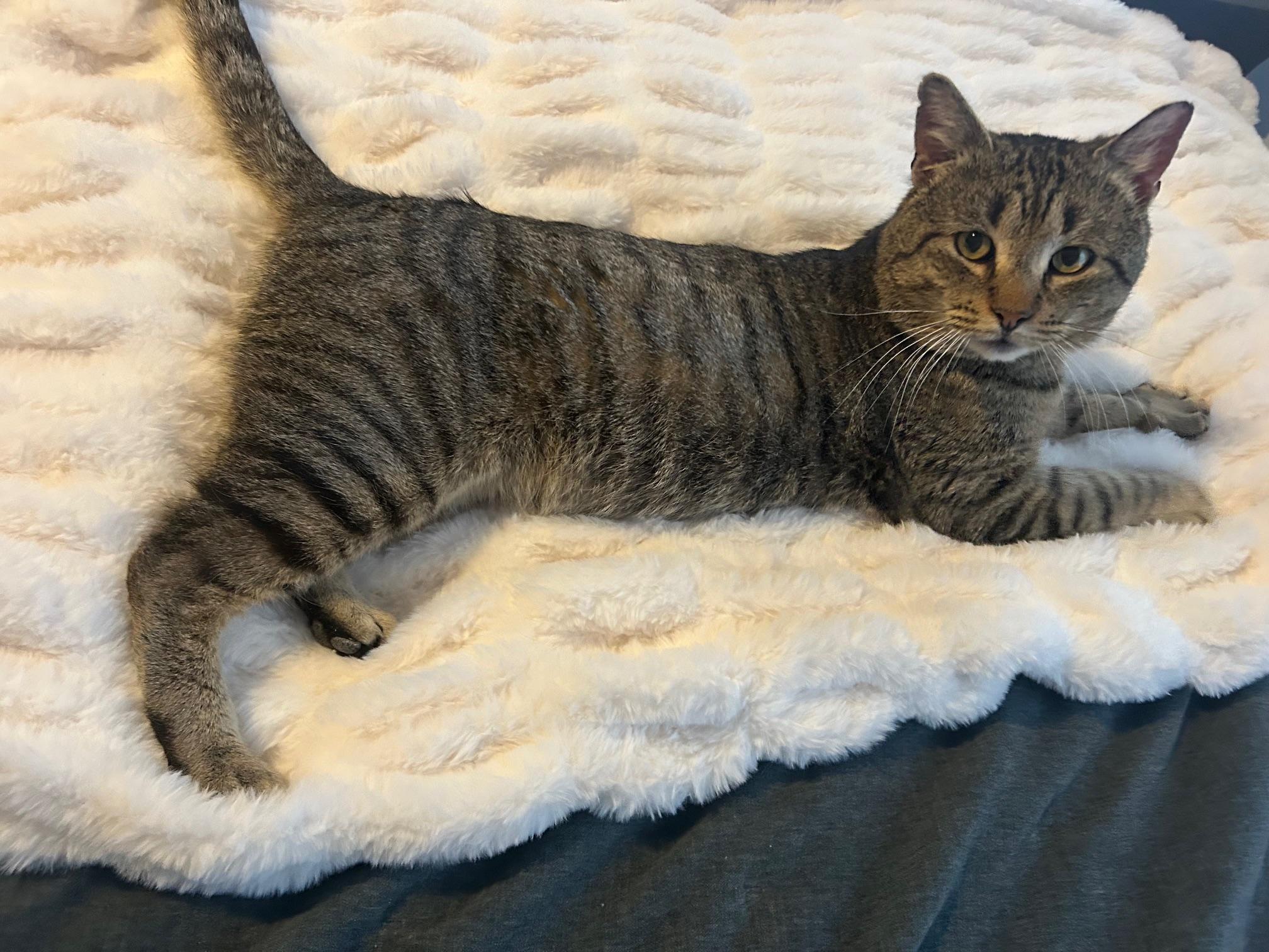 Enlarge Danny, an adoptable Domestic Short Hair in Millbury, MA image 2/5